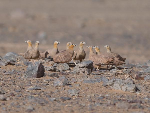 <h3><a href="/trips/marokko/biota/animalia/chordata/aves/025 pterocliformes/001 pteroclidae/pterocles coronatus/pterocles coronatus-nl.html">Pterocles&nbsp;coronatus</a> / Crowned&nbsp;sandgrouse / Kroonzandhoen</h3>OM-1 Mark II met OLYMPUS M.150-400mm F4.5 TC, 1/2000 sec  bij F5.6, ISO 320, afstand 53.5&nbsp;m